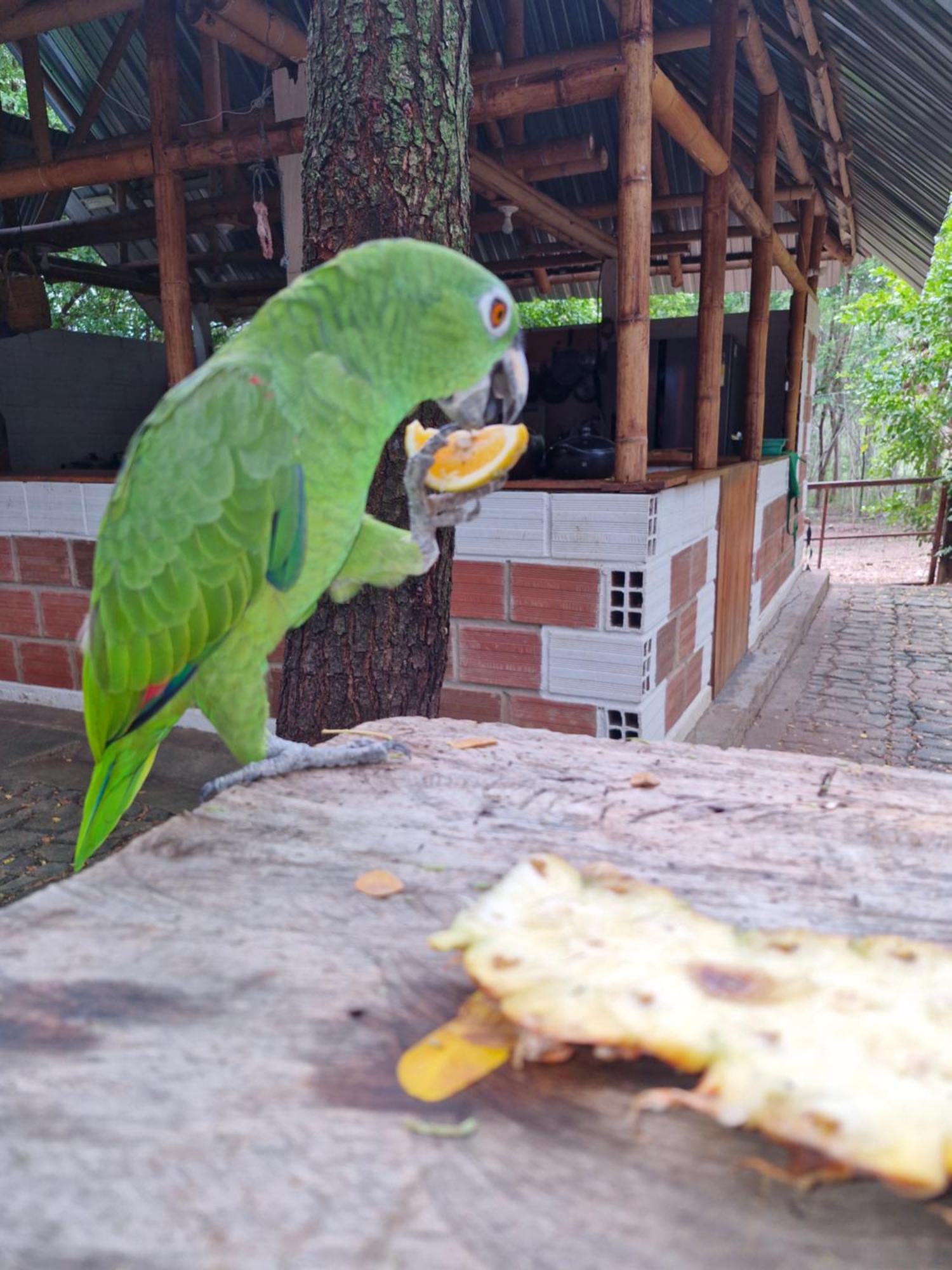 Finca Ecoturistica Los Jagueyes Baraya Exterior photo